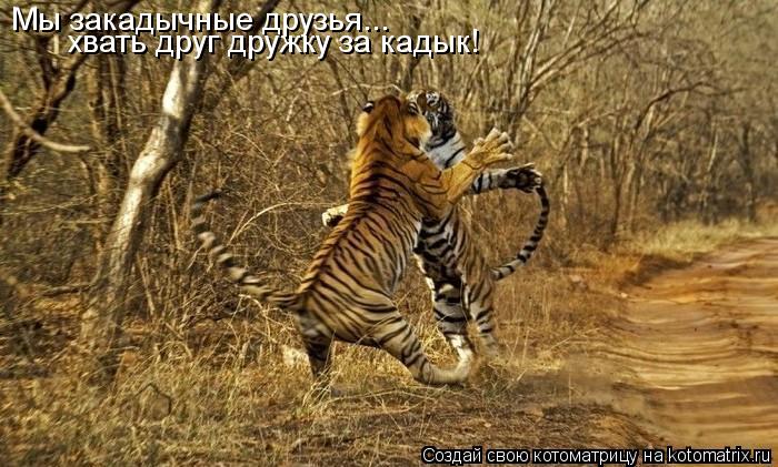 Мы закадычные друзья... хвать друг дружку за кадык!... Котоматрица: Мы закадычные друзья... хвать друг дружку за кадык!