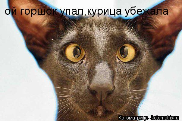 ой горшок упал,курица убежала... Котоматрица: ой горшок упал,курица убежала