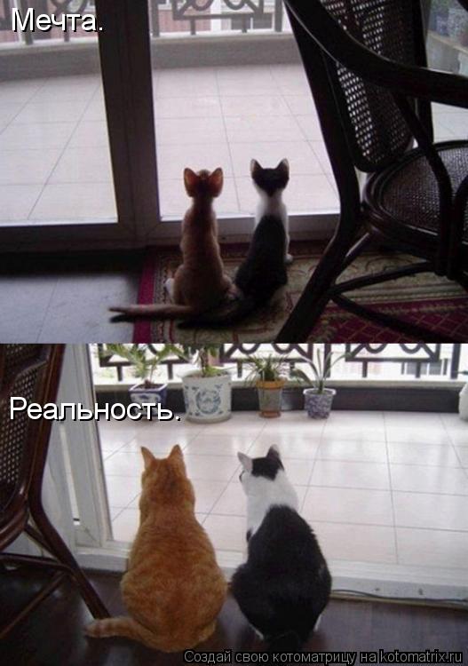 Мечта. Реальность.... Котоматрица: Мечта. Реальность.
