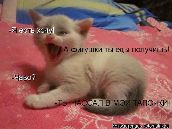 -Я есть хочу! -А фигушки ты еды получишь! -Чаво? -ТЫ НАССАЛ В МОИ ТАПОЧКИ!... Котоматрица: -Я есть хочу! -А фигушки ты еды получишь! -Чаво? -ТЫ НАССАЛ В МОИ ТАПОЧКИ!