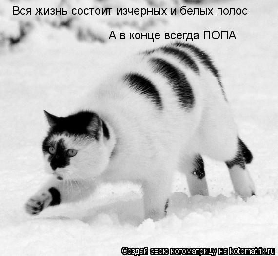 Вся жизнь состоит изчерных и белых полос А в конце всегда ПОПА... Котоматрица: Вся жизнь состоит изчерных и белых полос А в конце всегда ПОПА