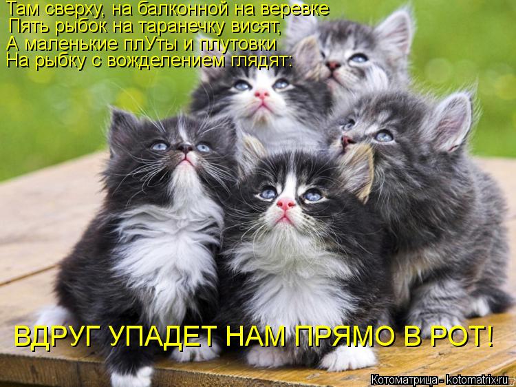 Там сверху, на балконной на веревке Пять рыбок на таранечку висят, А маленькие плУты и плутовки На ры... Котоматрица: Там сверху, на балконной на веревке Пять рыбок на таранечку висят, А маленькие плУты и плутовки На рыбку с вожделением глядят: ВДРУГ УПАДЕТ