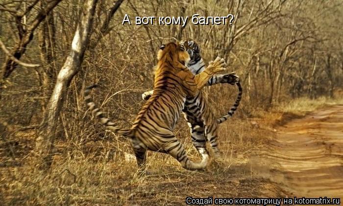 А вот кому балет?... Котоматрица: А вот кому балет?