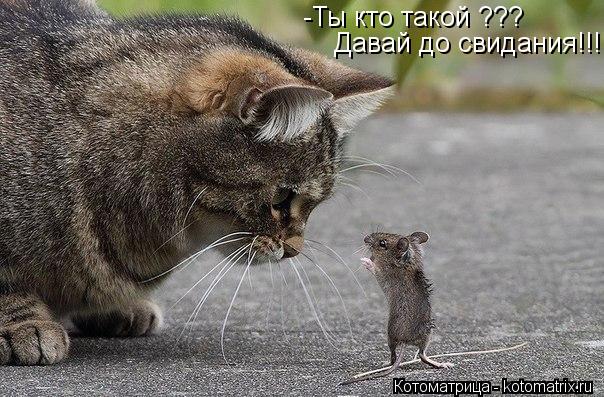-Ты кто такой ??? Давай до свидания!!!... Котоматрица: -Ты кто такой ??? Давай до свидания!!!