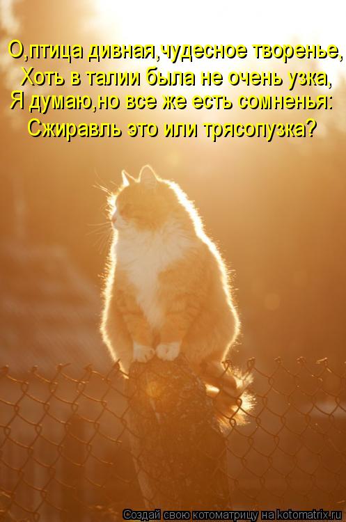 Котоматрица: Хоть в талии была не очень узка, Я думаю,но все же есть сомненья: Сжиравль это или трясопузка? О,птица дивная,чудесное творенье,