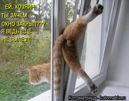 ЕЙ, ХОЗЯИН, ТЫ ЗАЧЕМ ОКНО ЗАКРЫЛ??? Я ВЕДЬ ЕЩЁ НЕ ВЫЛЕЗ!!!... Котоматрица: ЕЙ, ХОЗЯИН, ТЫ ЗАЧЕМ ОКНО ЗАКРЫЛ??? Я ВЕДЬ ЕЩЁ НЕ ВЫЛЕЗ!!!