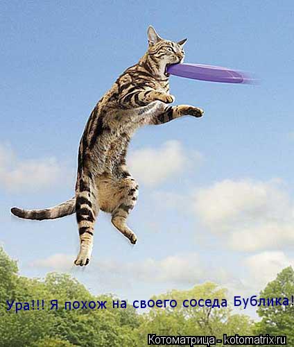 Ура!!! Я похож на своего соседа Бублика!!! Ура!!! Я похож на своего соседа Бублика!!!... Котоматрица: Ура!!! Я похож на своего соседа Бублика!!! Ура!!! Я похож на своего соседа Бублика!!!