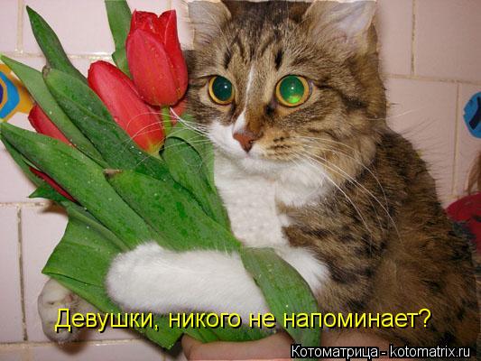 Девушки, никого не напоминает?... Котоматрица: Девушки, никого не напоминает?