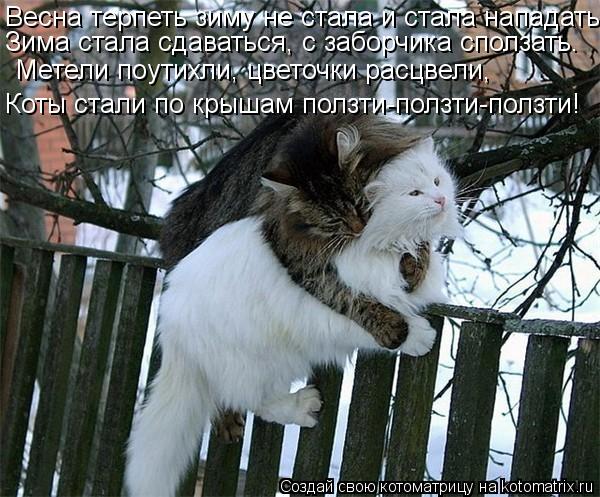 Весна терпеть зиму не стала и стала нападать. Зима стала сдаваться, с заборчика сползать. Метели поут... Котоматрица: Весна терпеть зиму не стала и стала нападать. Зима стала сдаваться, с заборчика сползать. Метели поутихли, цветочки расцвели, Коты стали по
