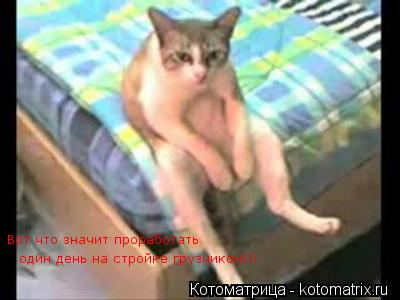 Вот что значит проработать один день на стройке грузчиком!!!... Котоматрица: Вот что значит проработать один день на стройке грузчиком!!!