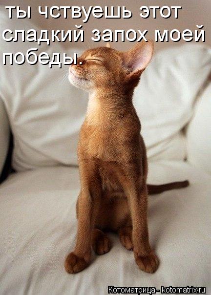 ты чствуешь этот сладкий запох моей победы.... Котоматрица: ты чствуешь этот сладкий запох моей победы.