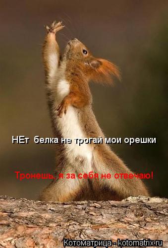 НЕт белка не трогай мои орешки Тронешь, я за себя не отвечаю!... Котоматрица: НЕт белка не трогай мои орешки Тронешь, я за себя не отвечаю!