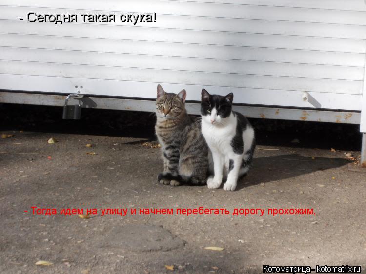- Сегодня такая скука! - Сегодня такая скука! - Тогда идем на улицу и начнем перебегать дорогу прохож... Котоматрица: - Сегодня такая скука! - Сегодня такая скука! - Тогда идем на улицу и начнем перебегать дорогу прохожим,