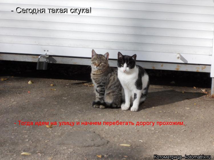 Котоматрица: - Сегодня такая скука! - Сегодня такая скука! - Тогда идем на улицу и начнем перебегать дорогу прохожим,