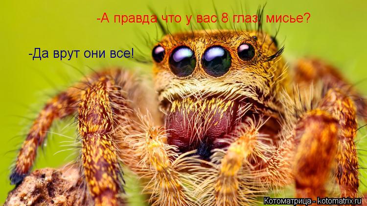 -А правда что у вас 8 глаз, мисье? -Да врут они все!... Котоматрица: -А правда что у вас 8 глаз, мисье? -Да врут они все!