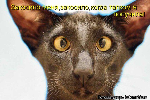 Закосило меня,закосило,когда тапком я получила!... Котоматрица: Закосило меня,закосило,когда тапком я получила!