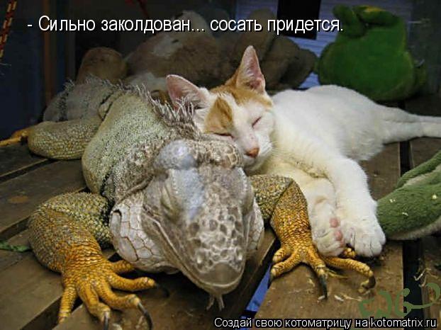 Котоматрица: - Сильно заколдован... сосать придется.