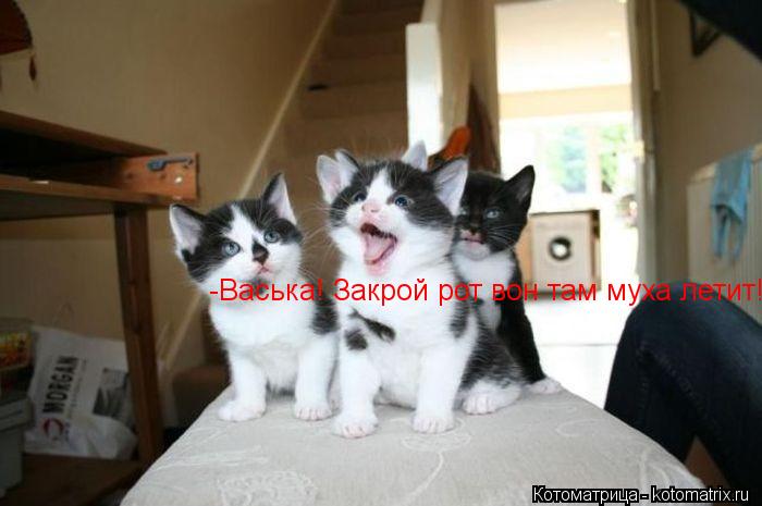 Котоматрица: -Васька! Закрой рот вон там муха летит!