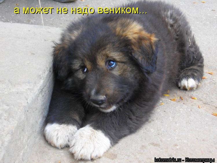 а может не надо веником...... Котоматрица: а может не надо веником...