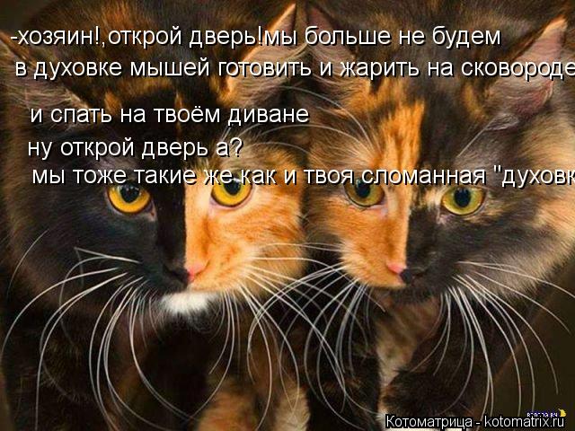 -хозяин!,открой дверь!мы больше не будем в духовке мышей готовить и жарить на сковороде и спать на... Котоматрица: -хозяин!,открой дверь!мы больше не будем в духовке мышей готовить и жарить на сковороде и спать на твоём диване ну открой дверь а? мы тоже т