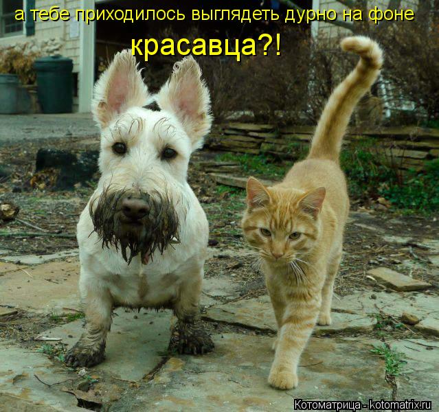 а тебе приходилось выглядеть дурно на фоне красавца?!... Котоматрица: а тебе приходилось выглядеть дурно на фоне красавца?!