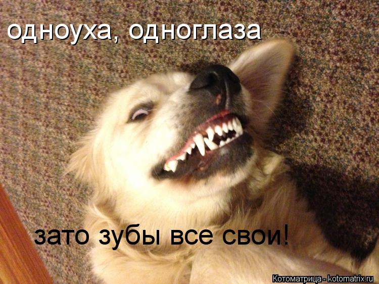 одноуха, одноглаза зато зубы все свои!... Котоматрица: одноуха, одноглаза зато зубы все свои!