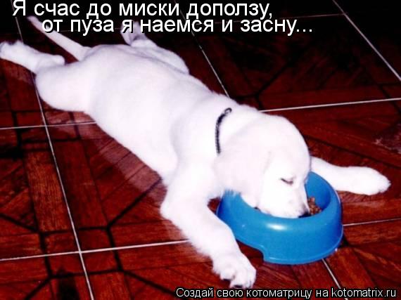 Я счас до миски доползу, от пуза я наемся и засну...... Котоматрица: Я счас до миски доползу, от пуза я наемся и засну...