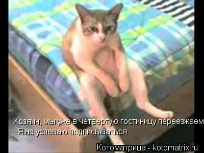 Хозяин, мы уже в четвертую гостиницу переезжаем Я не успеваю подписываться.... Котоматрица: Хозяин, мы уже в четвертую гостиницу переезжаем Я не успеваю подписываться.