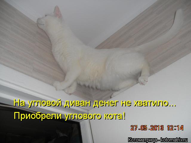 На угловой диван денег не хватило... Приобрели углового кота!... Котоматрица: На угловой диван денег не хватило... Приобрели углового кота!