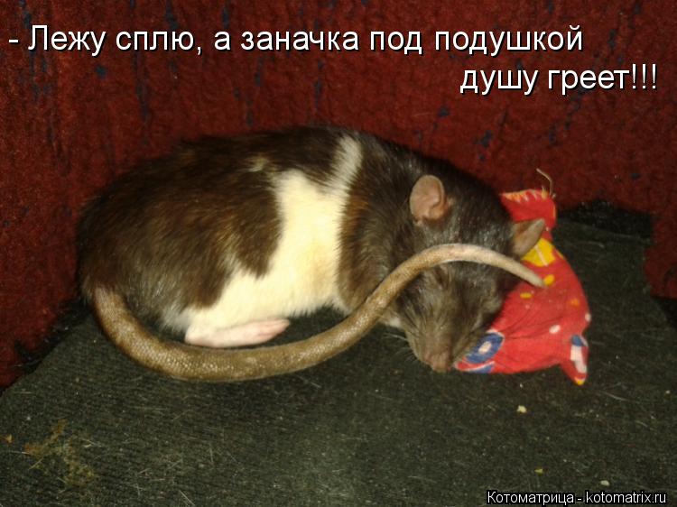 Котоматрица: - Лежу сплю, а заначка под подушкой душу греет!!!