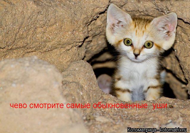 чево смотрите самые обыкновенные уши... Котоматрица: чево смотрите самые обыкновенные уши