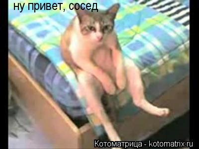 Котоматрица: ну привет, сосед