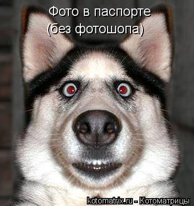 Фото в паспорте (без фотошопа)... Котоматрица: Фото в паспорте (без фотошопа)