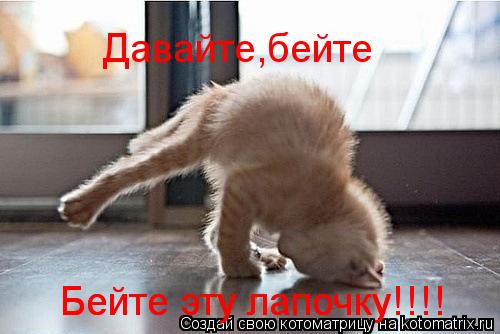 Давайте,бейте Бейте эту лапочку!!!! Бейте эту лапочку!!!!... Котоматрица: Давайте,бейте Бейте эту лапочку!!!! Бейте эту лапочку!!!!