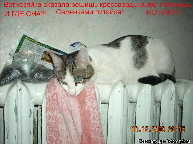 Вот,хозяйка сказала:решиш кроссворды-рыбы получишь И ГДЕ ОНА?! НО КАК?!!! Вот,хозяйка сказала:решишь ... Котоматрица: Вот,хозяйка сказала:решиш кроссворды-рыбы получишь И ГДЕ ОНА?! НО КАК?!!! Вот,хозяйка сказала:решишь кроссворды-рыбы получишь. Семечками пита