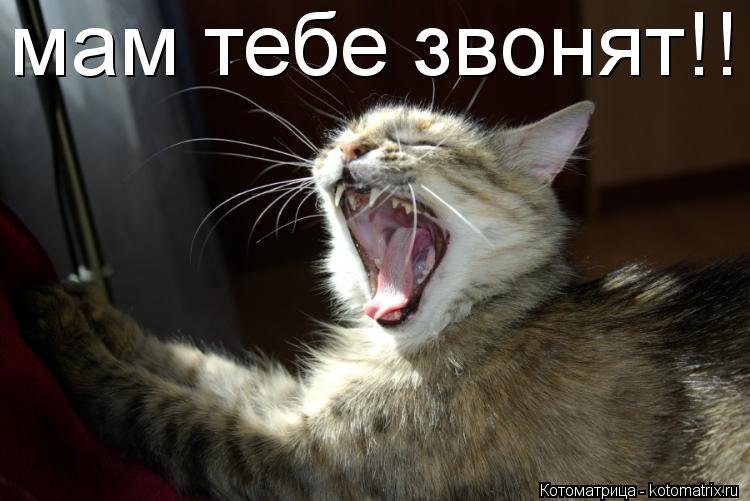 мам тебе звонят!!... Котоматрица: мам тебе звонят!!