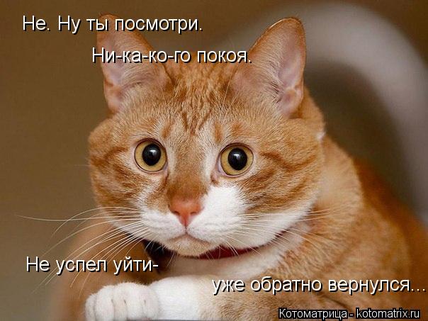 Не. Ну ты посмотри. Ни-ка-ко-го покоя. Не успел уйти- уже обратно вернулся...... Котоматрица: Не. Ну ты посмотри. Ни-ка-ко-го покоя. Не успел уйти- уже обратно вернулся...