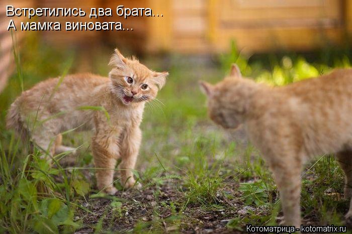 Встретились два брата... А мамка виновата...... Котоматрица: Встретились два брата... А мамка виновата...