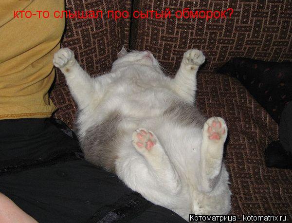 кто-то слышал про сытый обморок?... Котоматрица: кто-то слышал про сытый обморок?