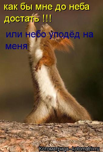 как бы мне до неба достать !!! или небо уподёд на меня... Котоматрица: как бы мне до неба достать !!! или небо уподёд на меня
