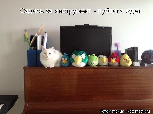 Садись за инструмент - публика ждет... Котоматрица: Садись за инструмент - публика ждет
