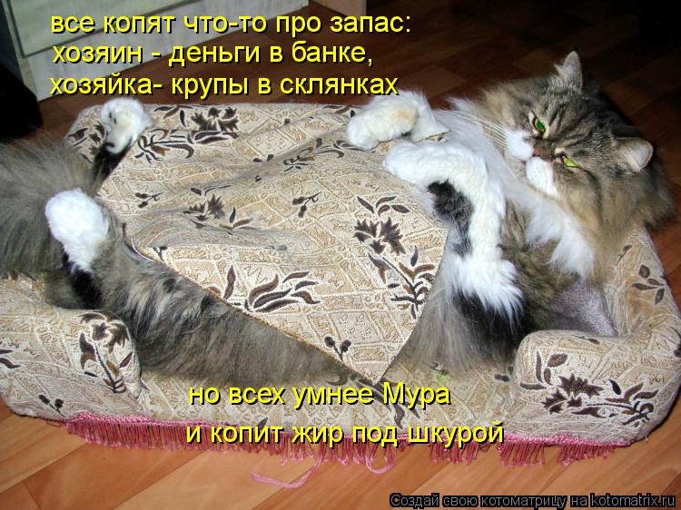 Котоматрица: все копят что-то про запас: хозяин - деньги в банке, хозяйка- крупы в склянках но всех умнее Мура  и копит жир под шкурой