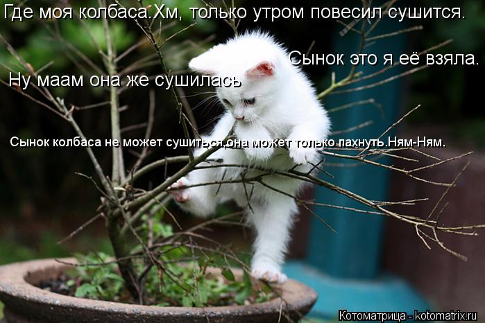 Где моя колбаса.Хм, только утром повесил сушится. Сынок это я её взяла. Ну маам она же сушилась Сынок... Котоматрица: Где моя колбаса.Хм, только утром повесил сушится. Сынок это я её взяла. Ну маам она же сушилась Сынок колбаса не может сушиться,она может тол