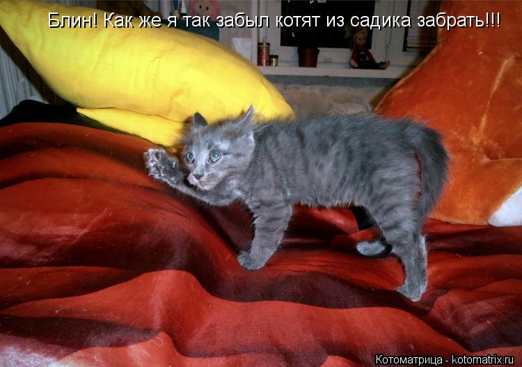 Блин! Как же я так забыл котят из садика забрать!!!... Котоматрица: Блин! Как же я так забыл котят из садика забрать!!!