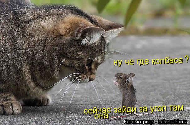 ну чё где колбаса сейчас зайди за угол там она ? ......... Котоматрица: ну чё где колбаса сейчас зайди за угол там она ? ......