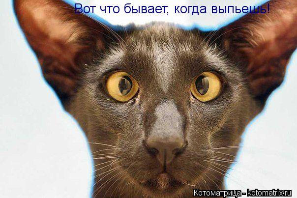 Котоматрица: Вот что бывает, когда выпьешь!