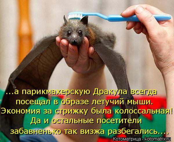 Котоматрица: ...а парикмахерскую Дракула всегда посещал в образе летучий мыши. Экономия за стрижку была колоссальная! Да и остальные посетители  забавне