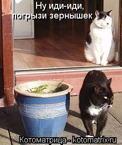 Котоматрица: Ну иди-иди, погрызи зернышек