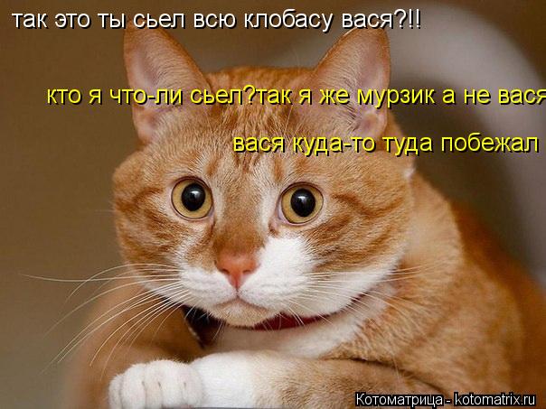 Котоматрица: так это ты сьел всю клобасу вася?!! кто я что-ли сьел?так я же мурзик а не вася, вася куда-то туда побежал
