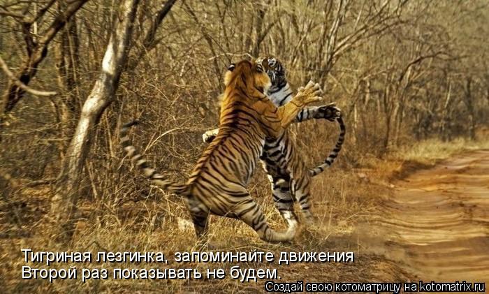 Тигриная лезгинка, запоминайте движения Второй раз показывать не будем.... Котоматрица: Тигриная лезгинка, запоминайте движения Второй раз показывать не будем.